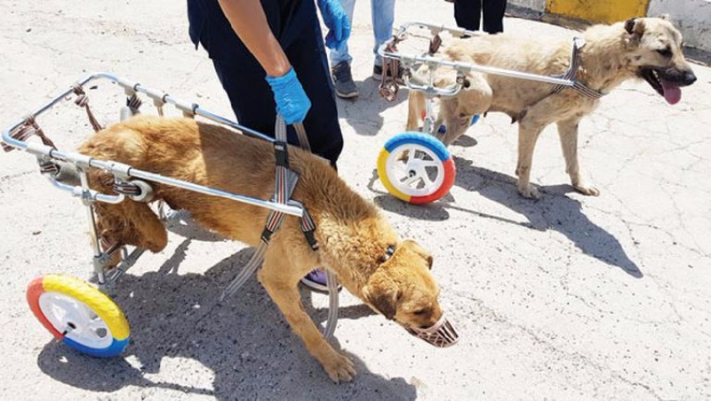 Mardinli gençten hayvanlar için protez tasarımları 4