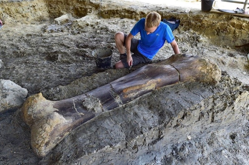 500 kilo ağırlığında dinozor kemiği bulundu 2