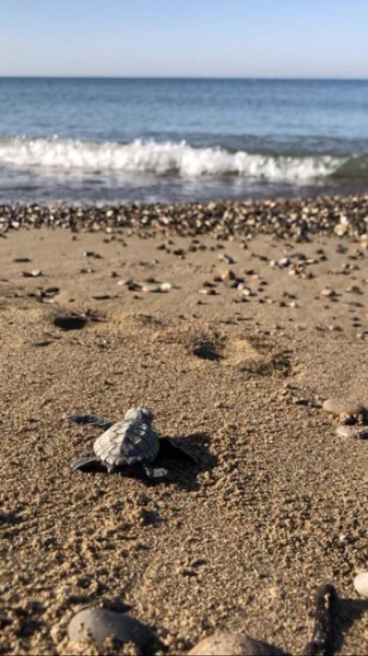 Su sıcaklığı 1 derece düştü, Belek'te caretta caretta yuvaları yüzde 61 azaldı 5