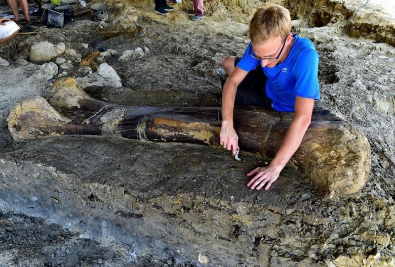 500 kilo ağırlığında dinozor kemiği bulundu 3