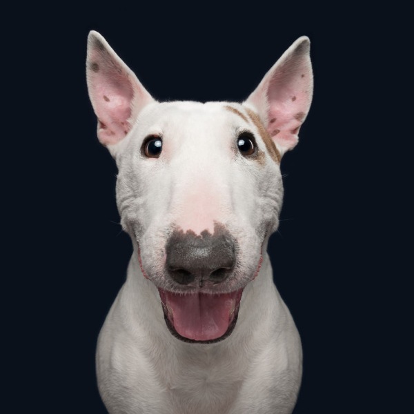Mutlu köpek portreleri 14