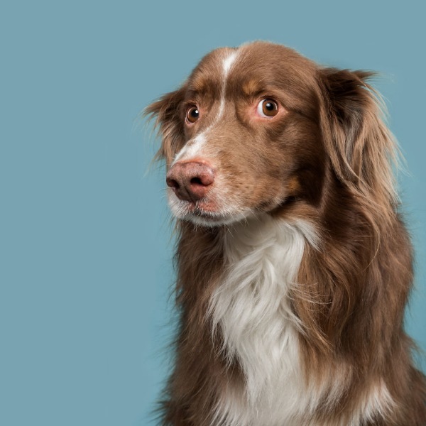 Mutlu köpek portreleri 15
