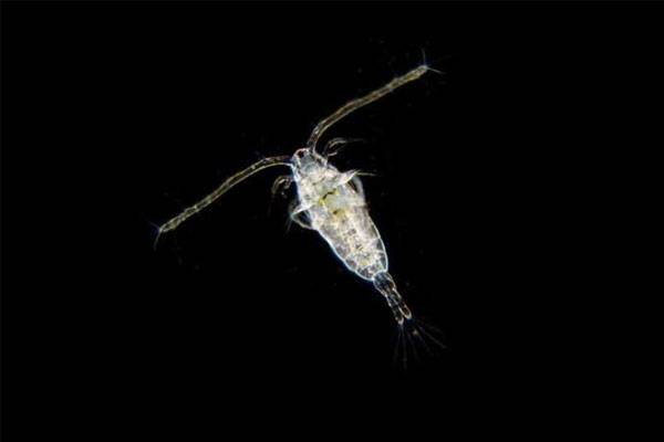 İki milimetreden küçük deniz canlısından da mikroplastik çıktı 8