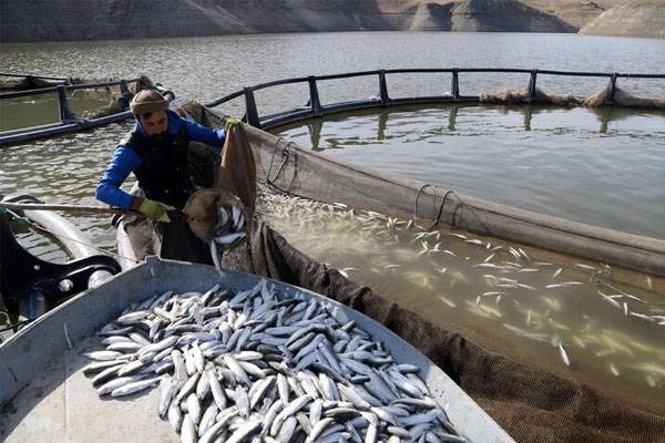 İki milyon metreküp suyu kalan Zernek Baraj Gölü'nde balık ölümleri 6