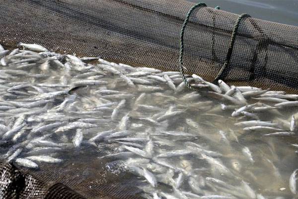 İki milyon metreküp suyu kalan Zernek Baraj Gölü'nde balık ölümleri 4