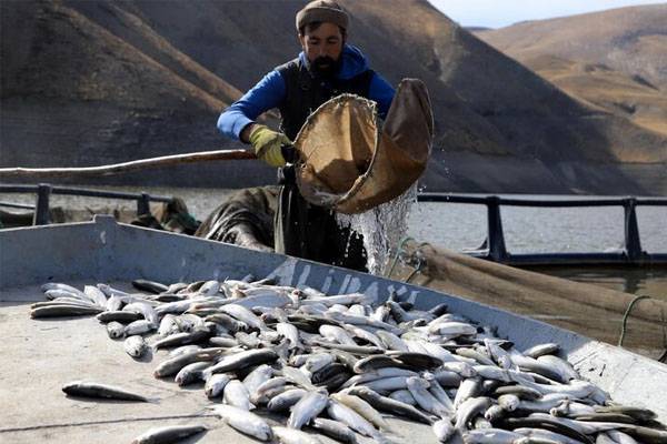 İki milyon metreküp suyu kalan Zernek Baraj Gölü'nde balık ölümleri 8