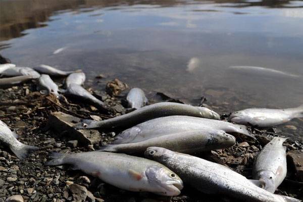 İki milyon metreküp suyu kalan Zernek Baraj Gölü'nde balık ölümleri 1