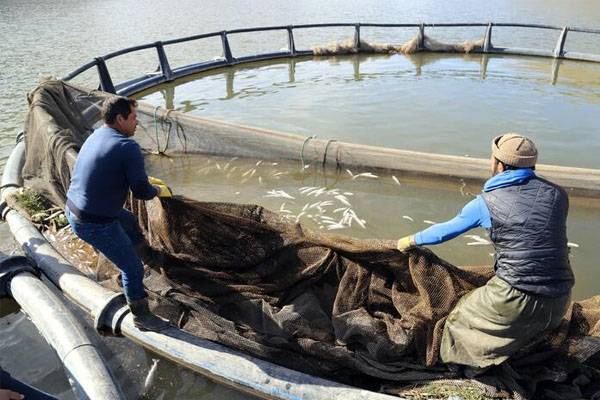 İki milyon metreküp suyu kalan Zernek Baraj Gölü'nde balık ölümleri 9