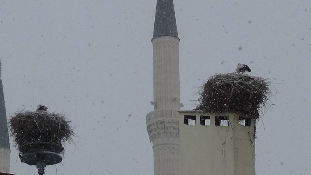 Iğdır’a leyleklerin göçü başladı 2