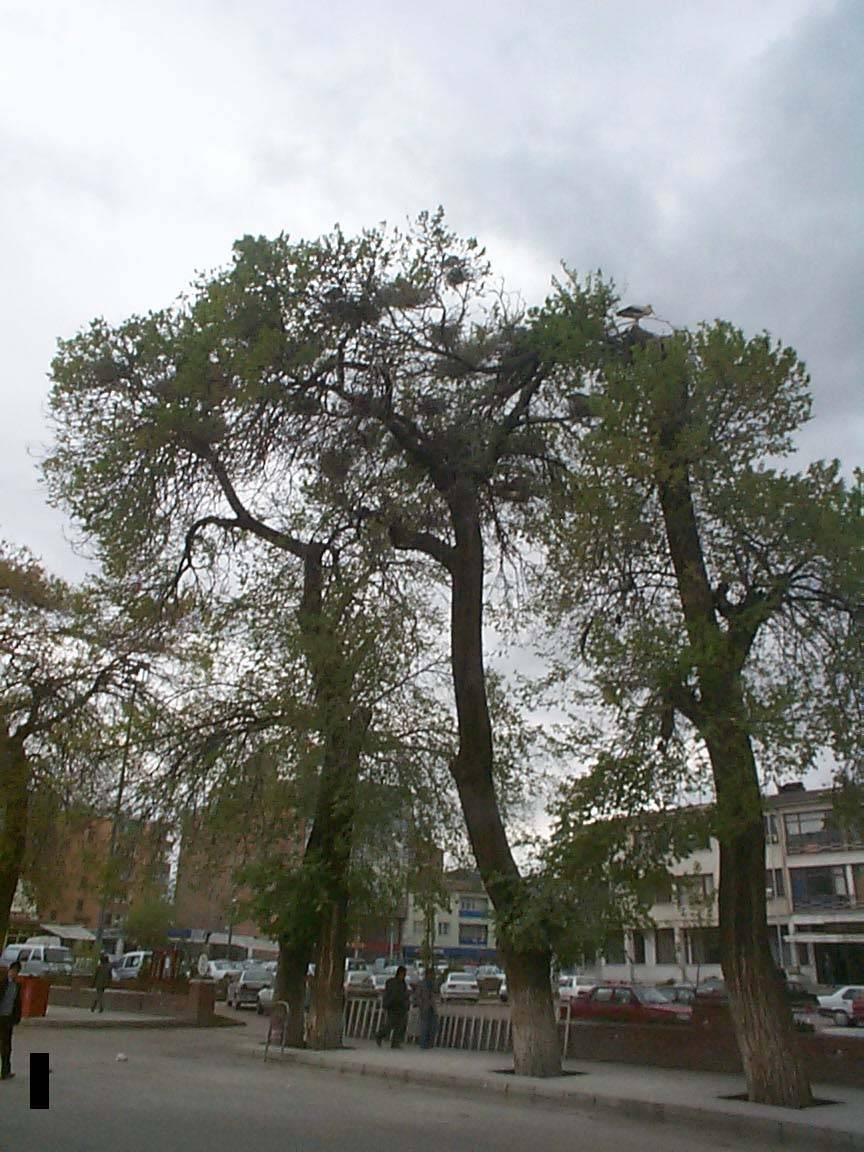 Iğdır’a leyleklerin göçü başladı 6