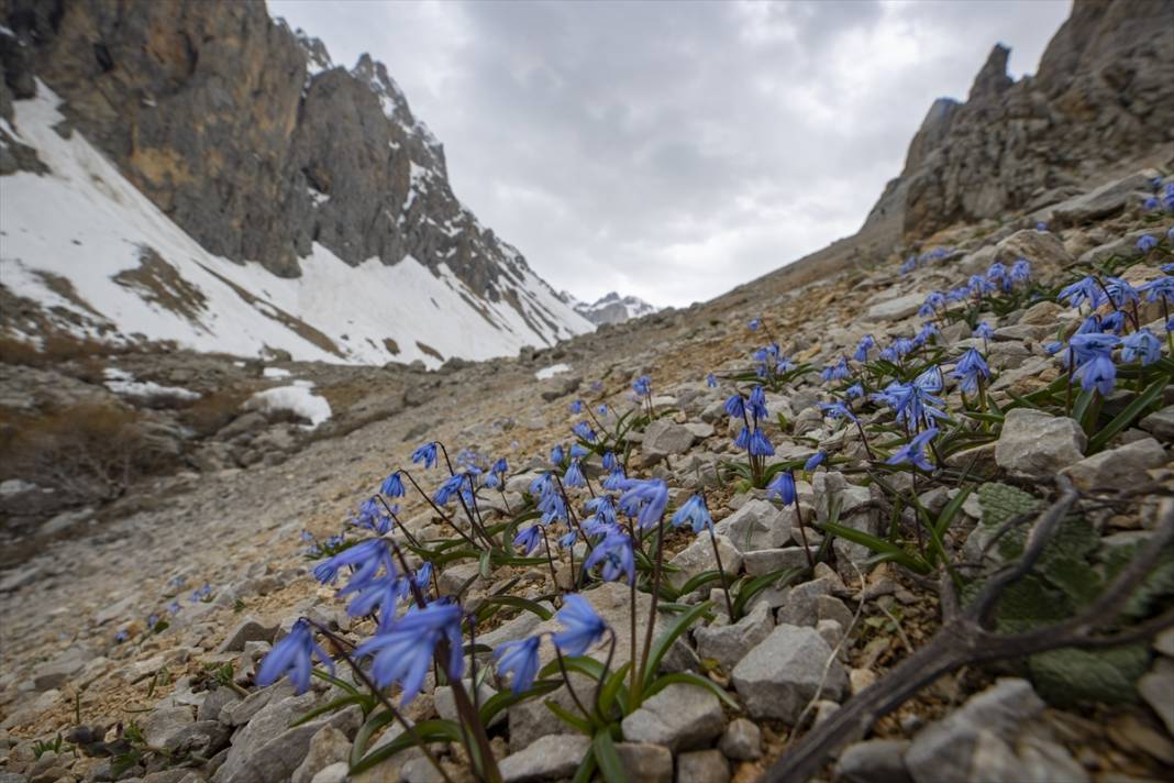 Karların eridiği Munzur Dağları'nda mavi kardelenler ve süsenler açtı 9
