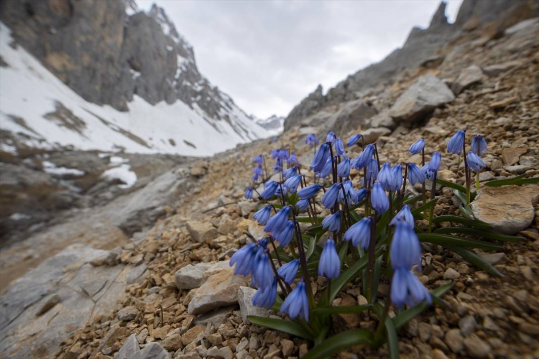 Karların eridiği Munzur Dağları'nda mavi kardelenler ve süsenler açtı 11