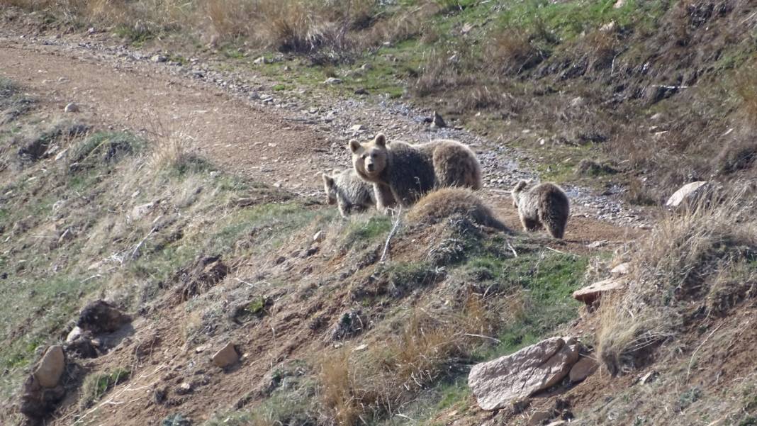 Anne ayı ve yavruları yiyecek ararken görüntülendi 3