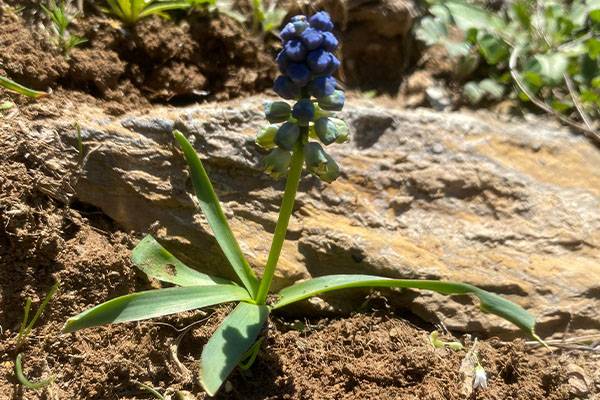 Siirt'te endemik bitki ‘Şirvan sümbülü’ çiçek açtı 1