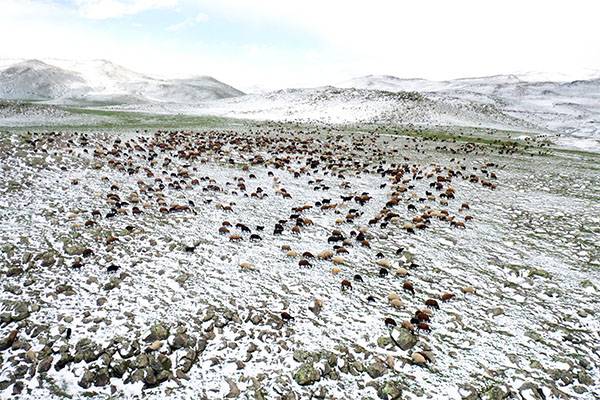 Ağrı'da koçerlerin yaylalara yolculukları başladı: Kara yakalandılar 2