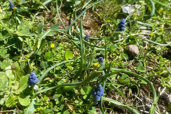 Siirt'te endemik bitki ‘Şirvan sümbülü’ çiçek açtı 2