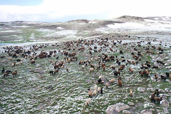 Ağrı'da koçerlerin yaylalara yolculukları başladı: Kara yakalandılar 3