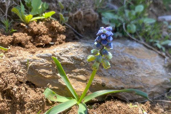 Siirt'te endemik bitki ‘Şirvan sümbülü’ çiçek açtı 3