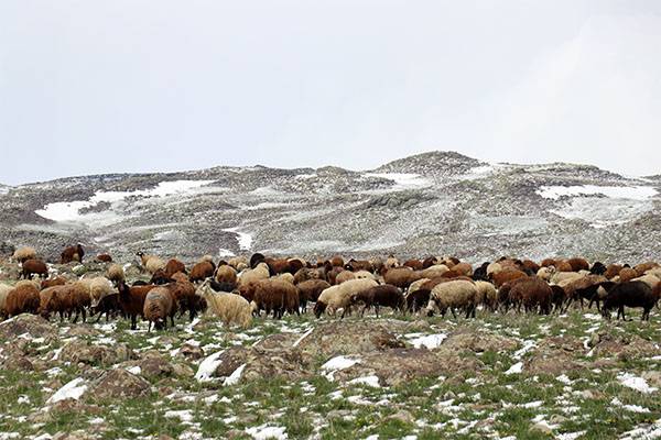 Ağrı'da koçerlerin yaylalara yolculukları başladı: Kara yakalandılar 6