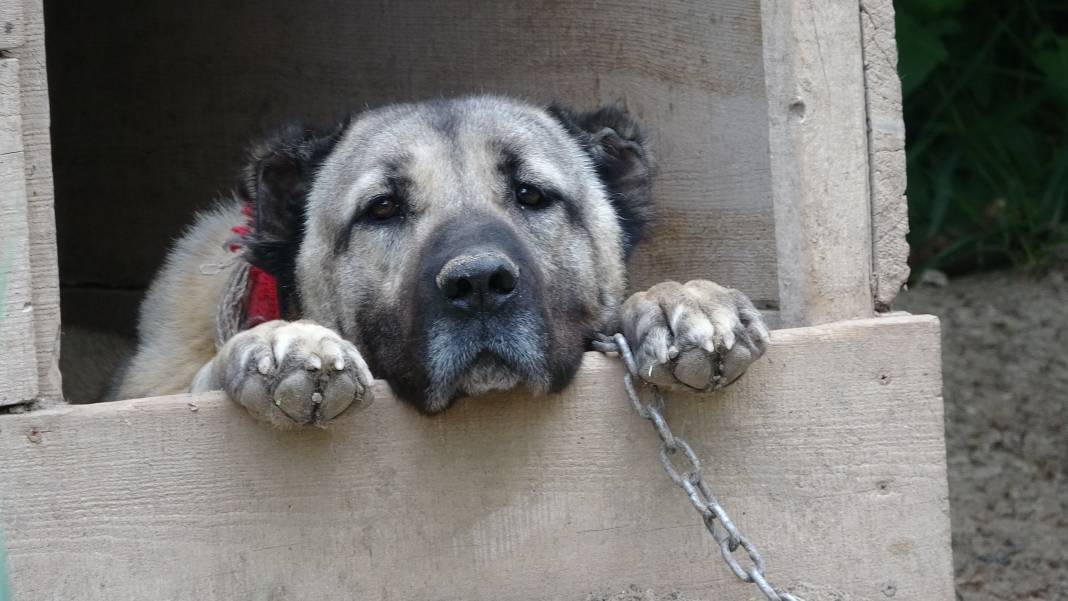 İklim krizi Kangal köpeklerini de etkiledi: Doğum oranı yüzde 50 düştü 8