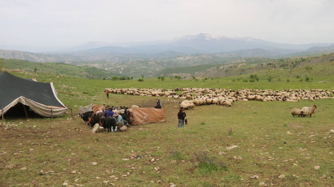 Serin yaylalara göç: Siirtli koçerlerin Herekol eteklerine doğru 'kolektif' yolculuğu 5