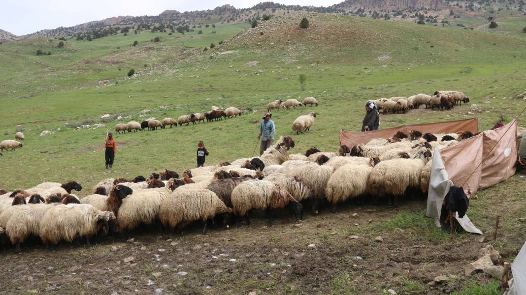 Serin yaylalara göç: Siirtli koçerlerin Herekol eteklerine doğru 'kolektif' yolculuğu 3