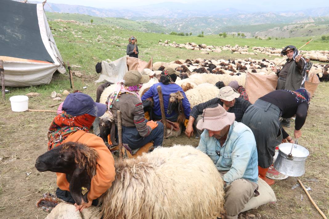 Serin yaylalara göç: Siirtli koçerlerin Herekol eteklerine doğru 'kolektif' yolculuğu 7