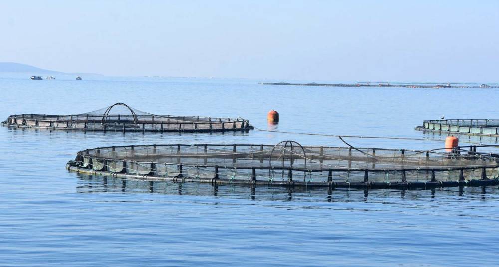 Su ürünlerinde kültür balıkçılığının oranı yüzde 55'e ulaştı 1