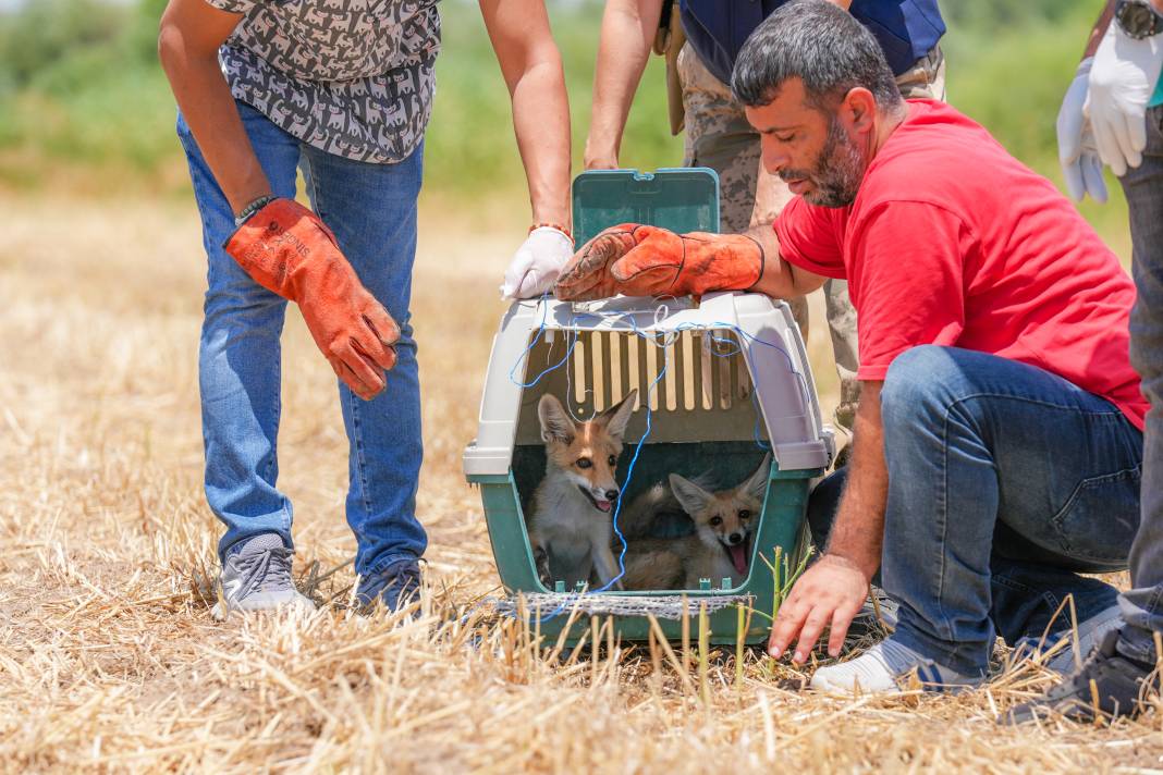 Diyarbakır ve Sivas'tan gelen tilki yavruları 'Dicle' ve 'Fırat' doğaya salındı 1