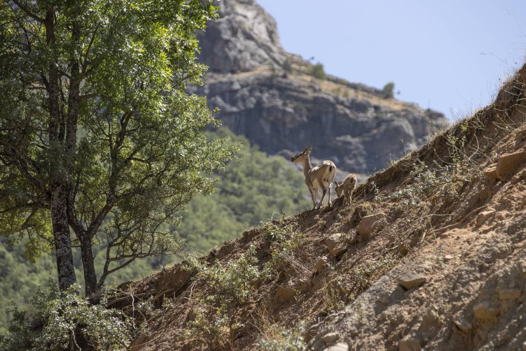 Dersim'de yaban keçileri yavrularıyla görüntülendi 4