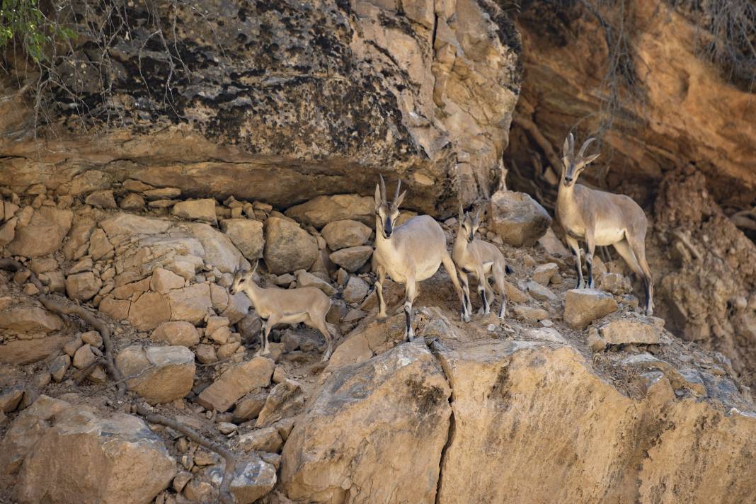 Dersim'de yaban keçileri yavrularıyla görüntülendi 3