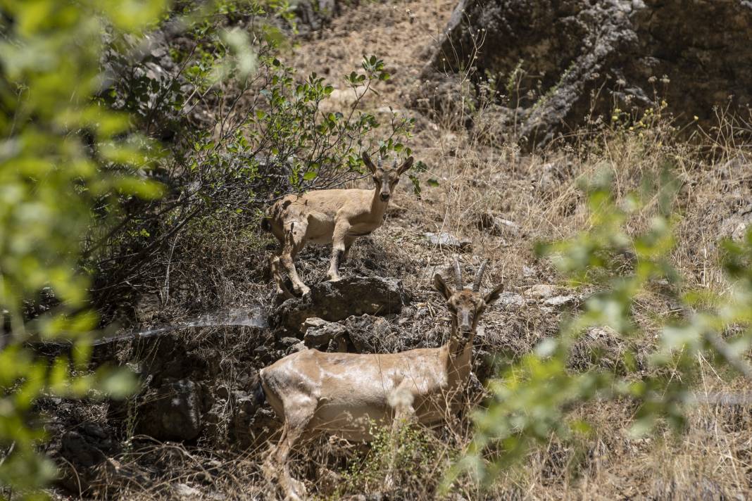 Dersim'de yaban keçileri yavrularıyla görüntülendi 8