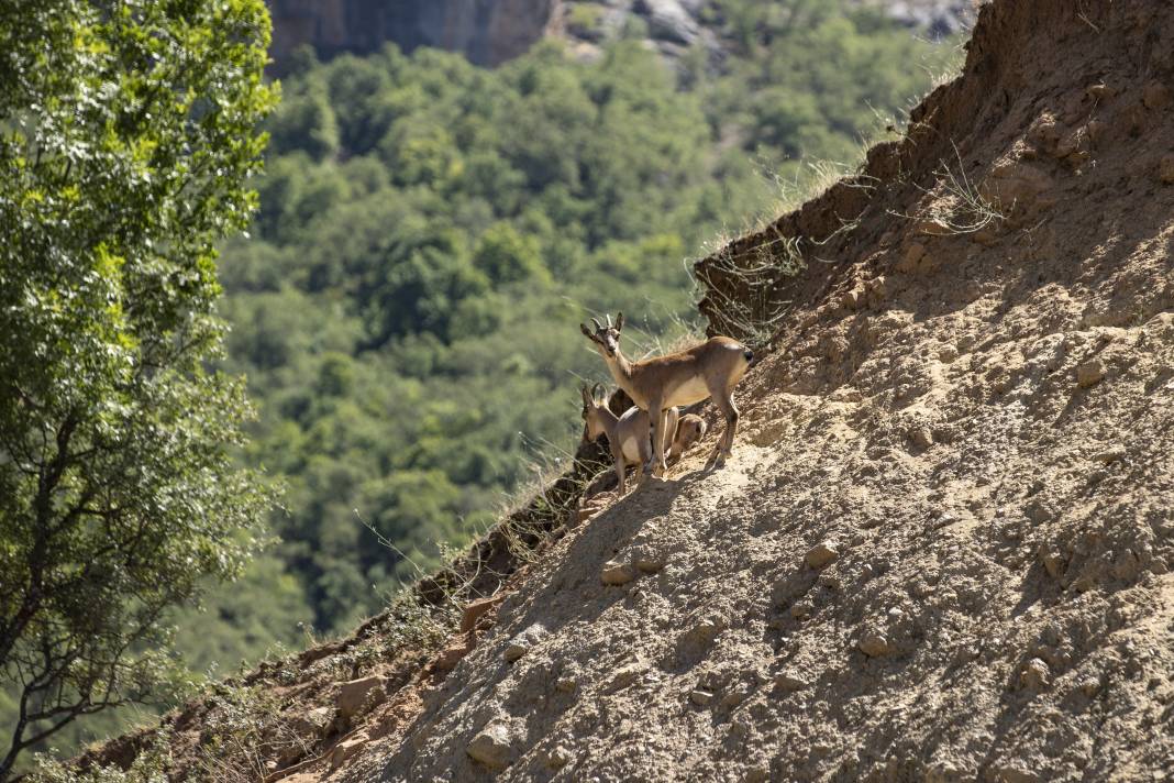 Dersim'de yaban keçileri yavrularıyla görüntülendi 5