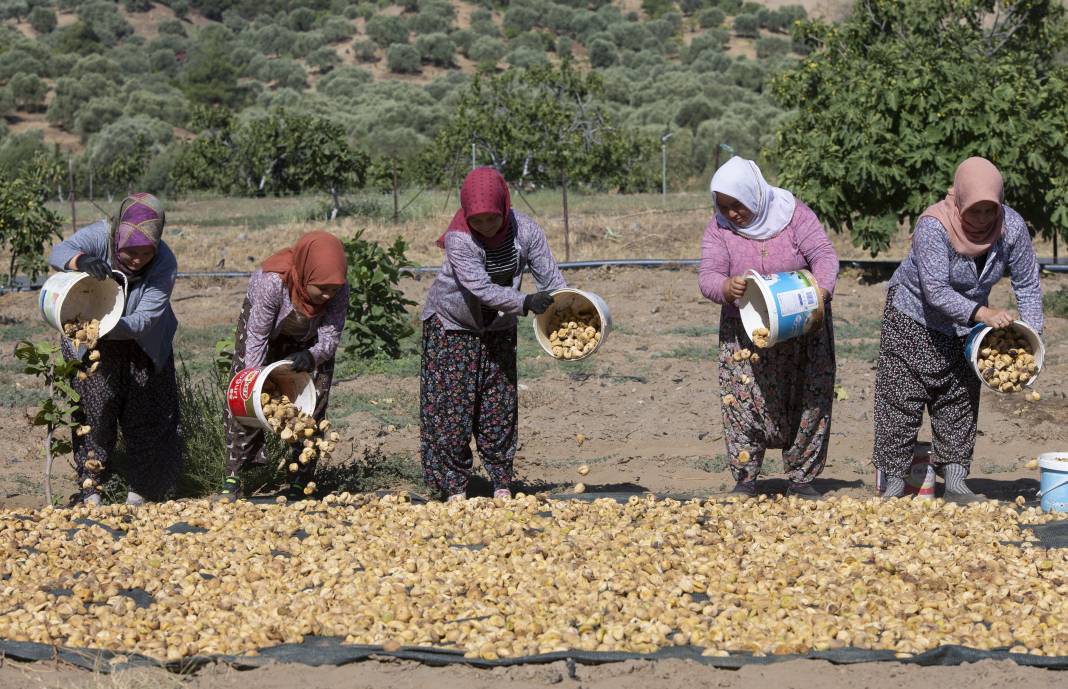 Aşırı sıcaklar inciri de vurdu: Kuru incirde hasat erken başladı 2