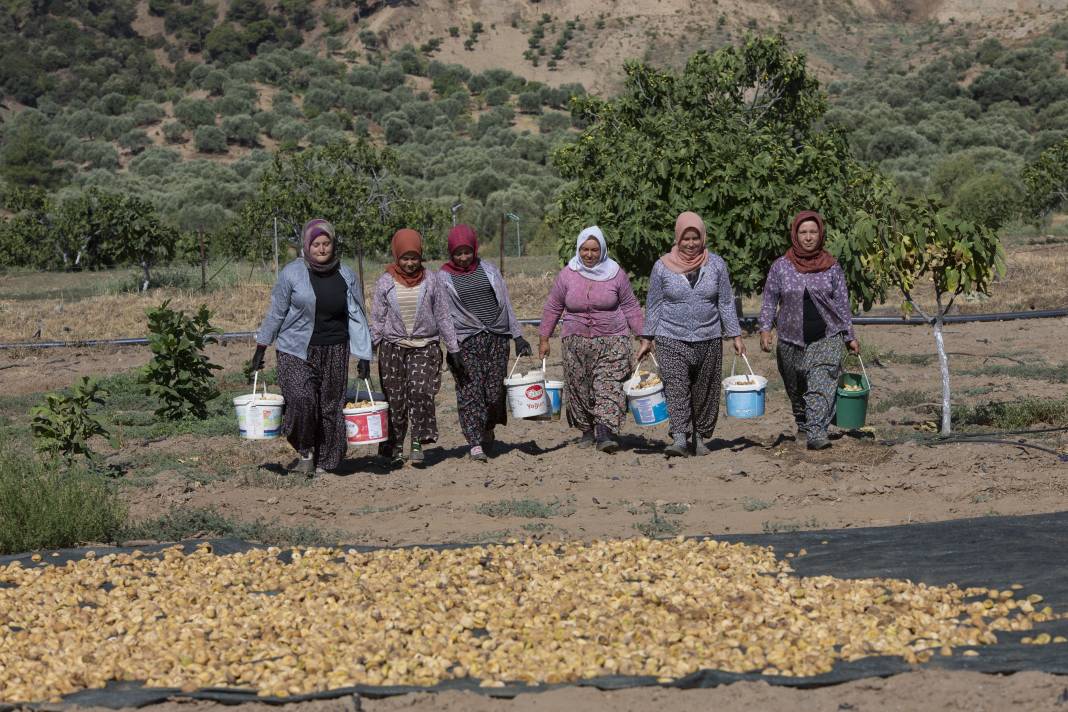 Aşırı sıcaklar inciri de vurdu: Kuru incirde hasat erken başladı 6