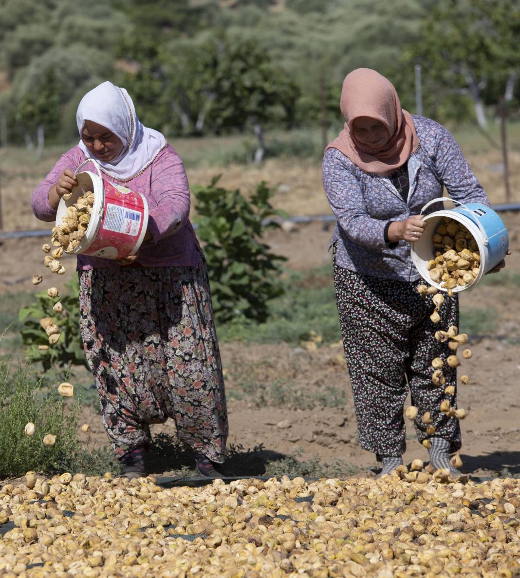 Aşırı sıcaklar inciri de vurdu: Kuru incirde hasat erken başladı 8