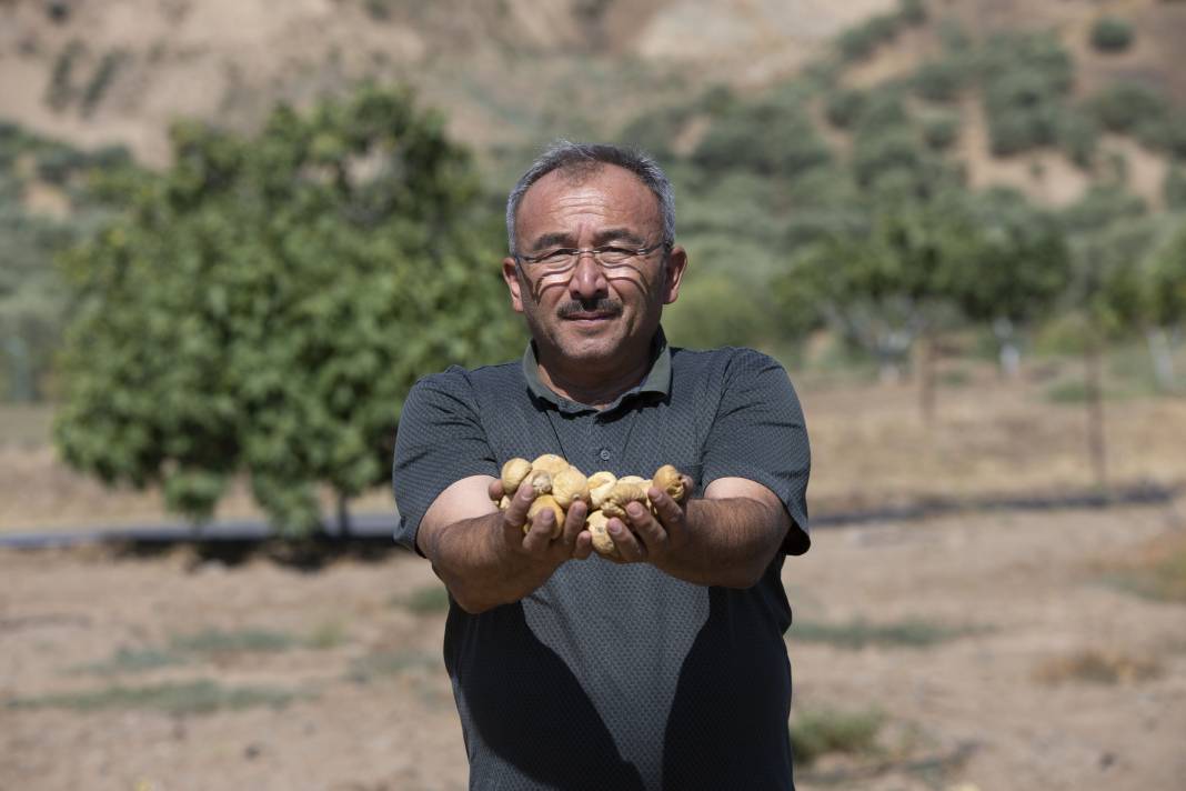 Aşırı sıcaklar inciri de vurdu: Kuru incirde hasat erken başladı 5