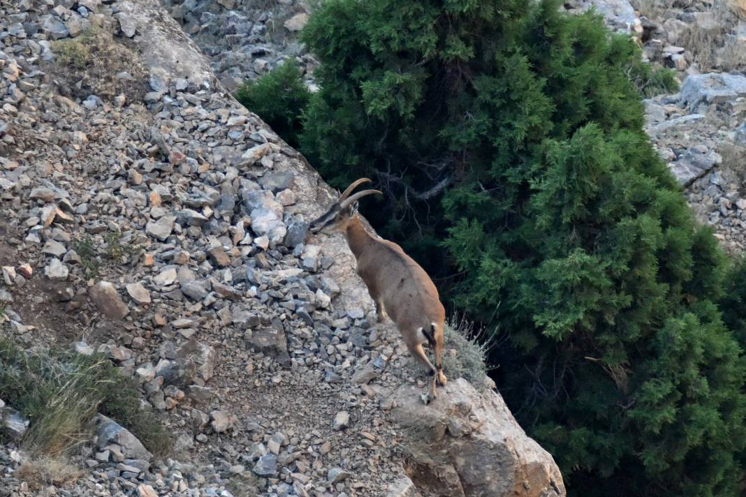 Aladağlar'da dağ keçileri görüntülendi 5