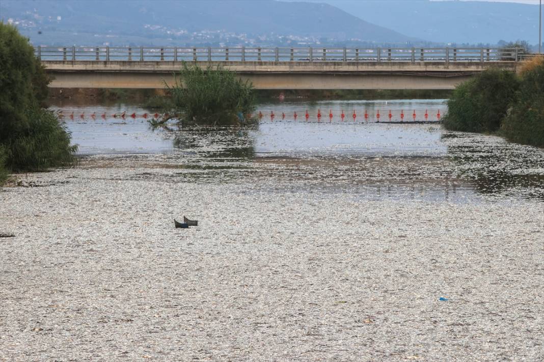 Yunanistan'ın Volos kentinde tonlarca ölü balık nedeniyle olağanüstü hal ilan edildi 16