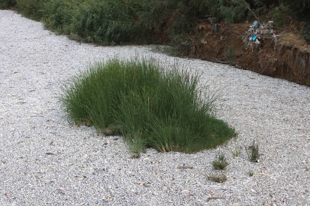 Yunanistan'ın Volos kentinde tonlarca ölü balık nedeniyle olağanüstü hal ilan edildi 14