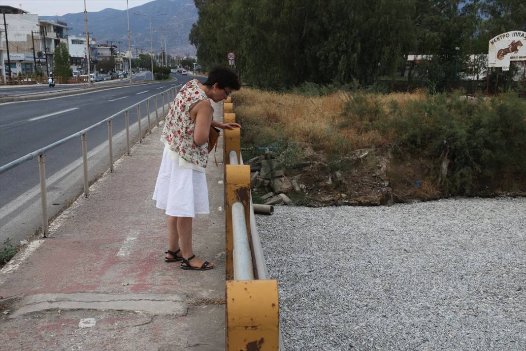 Yunanistan'ın Volos kentinde tonlarca ölü balık nedeniyle olağanüstü hal ilan edildi 13