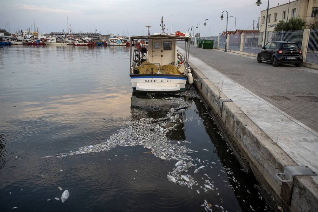 Yunanistan'ın Volos kentinde tonlarca ölü balık nedeniyle olağanüstü hal ilan edildi 7