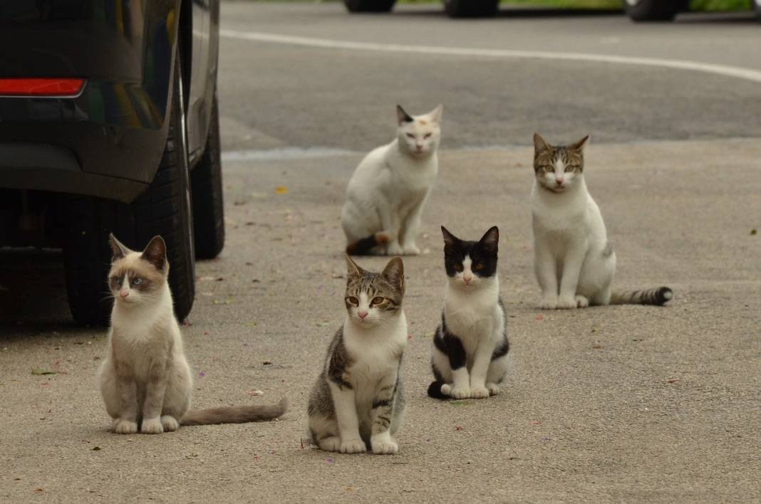 8 Ağustos Uluslararası Kedi Günü ne anlama geliyor? 14