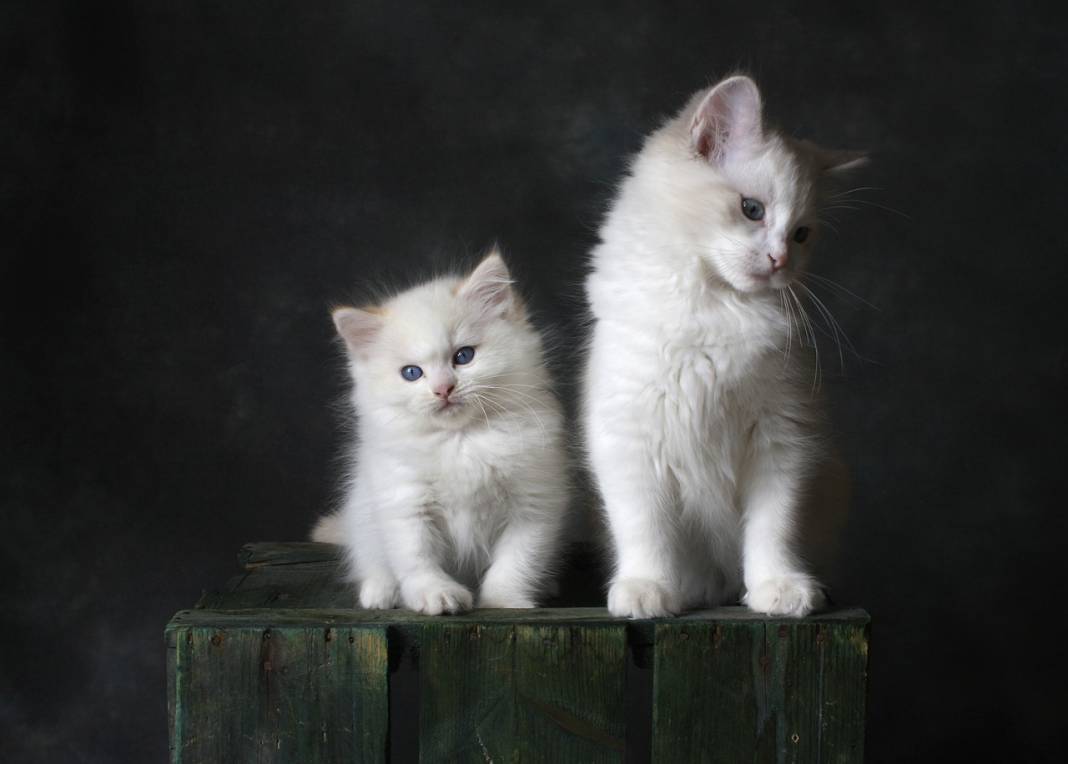 8 Ağustos Uluslararası Kedi Günü ne anlama geliyor? 12