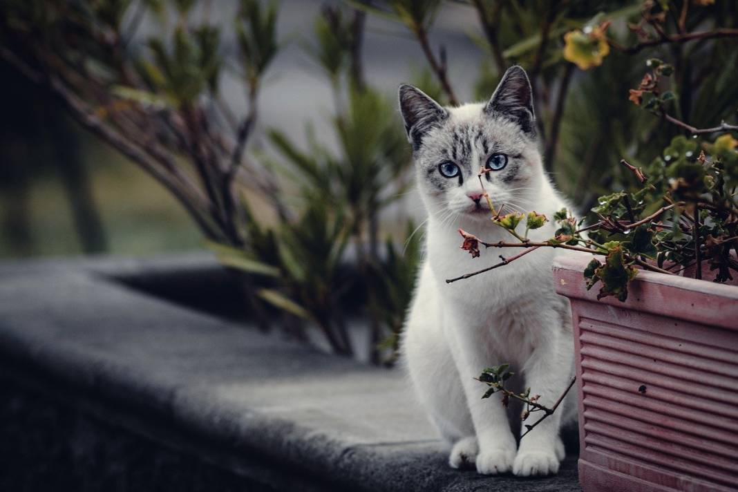 8 Ağustos Uluslararası Kedi Günü ne anlama geliyor? 15