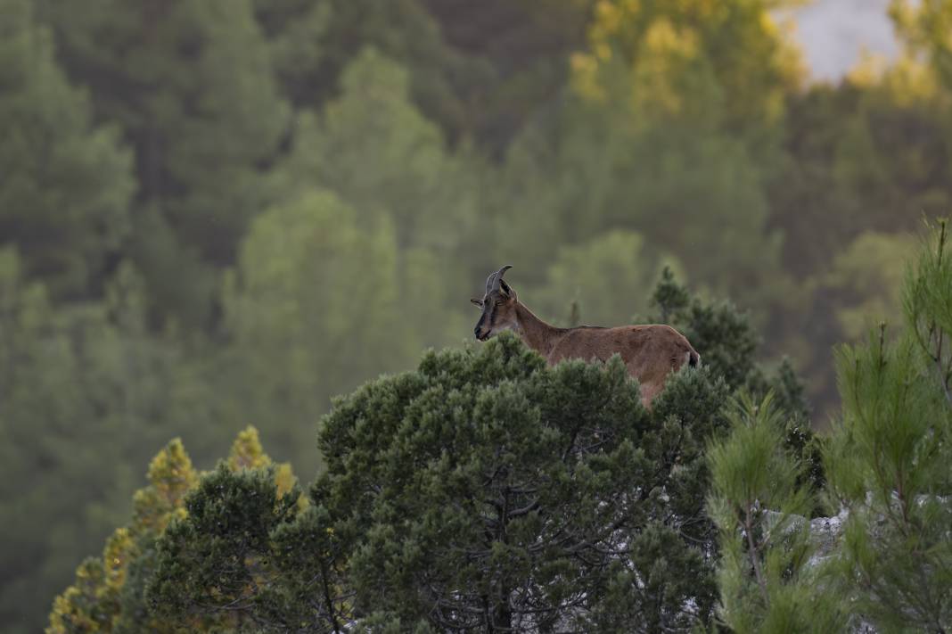 Koruma altındaki yaban keçileri Toros dağlarında görüntülendi 3