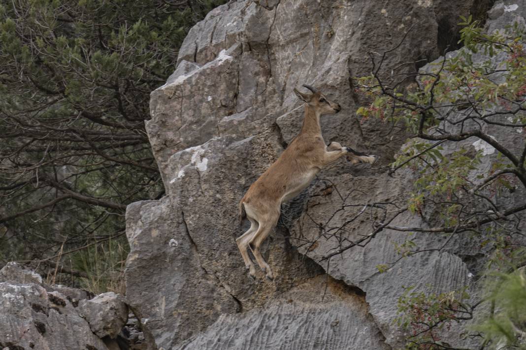 Koruma altındaki yaban keçileri Toros dağlarında görüntülendi 53