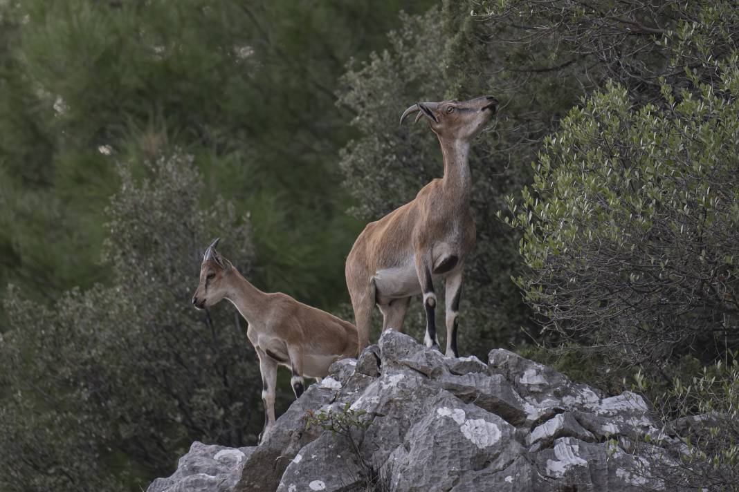 Koruma altındaki yaban keçileri Toros dağlarında görüntülendi 54