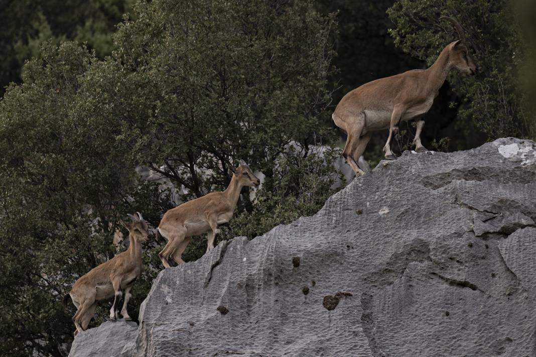 Koruma altındaki yaban keçileri Toros dağlarında görüntülendi 50