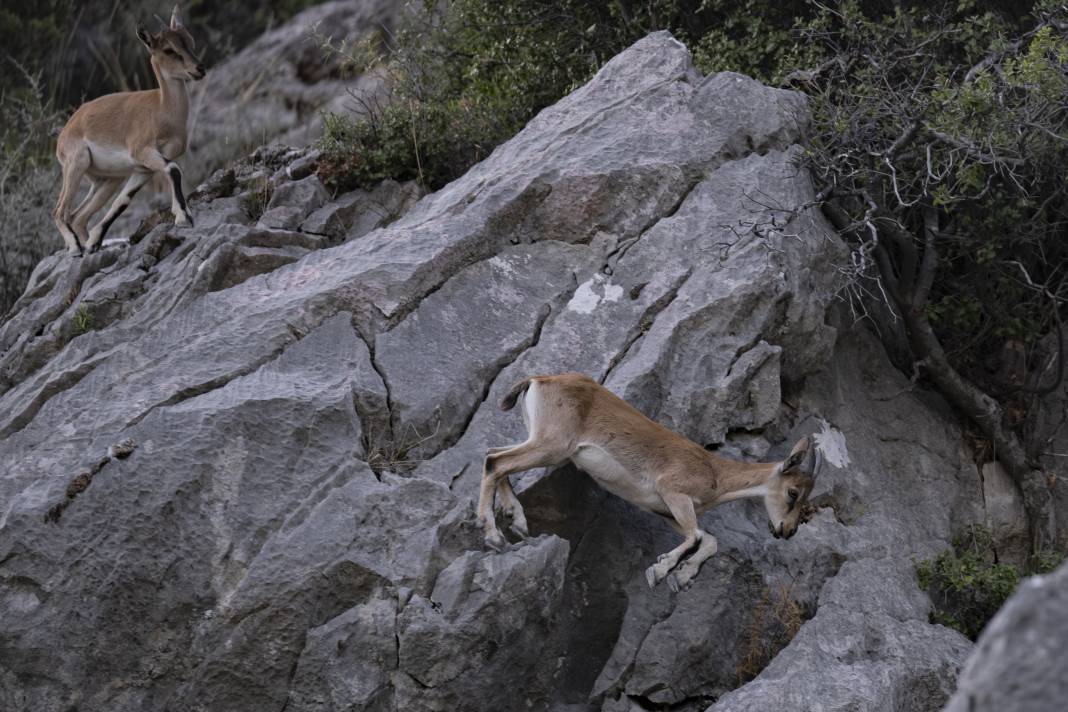 Koruma altındaki yaban keçileri Toros dağlarında görüntülendi 51